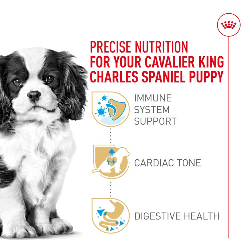 Royal Canin Breed Health Nutrition Cavalier King Charles Spaniel Puppy Dry Dog Food, 3 lb Bag - Image 3